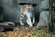 12th Nov 2021 - Whirl The Tiger