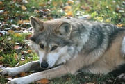 9th Nov 2021 - Mexican Gray Wolf