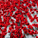 The Poppy Project - detail by ljmanning