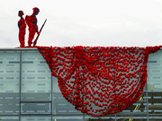11th Nov 2021 - The Poppy Project
