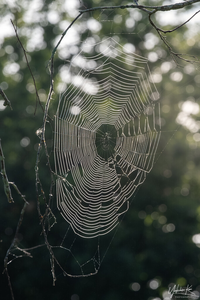 Big Web by yorkshirekiwi