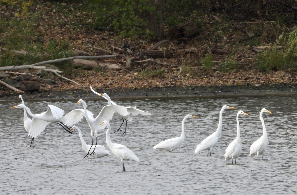 and there were egrets… by amyk