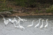 11th Nov 2021 - and there were egrets…