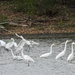and there were egrets… by amyk