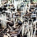 Fungi forest  by sugarmuser