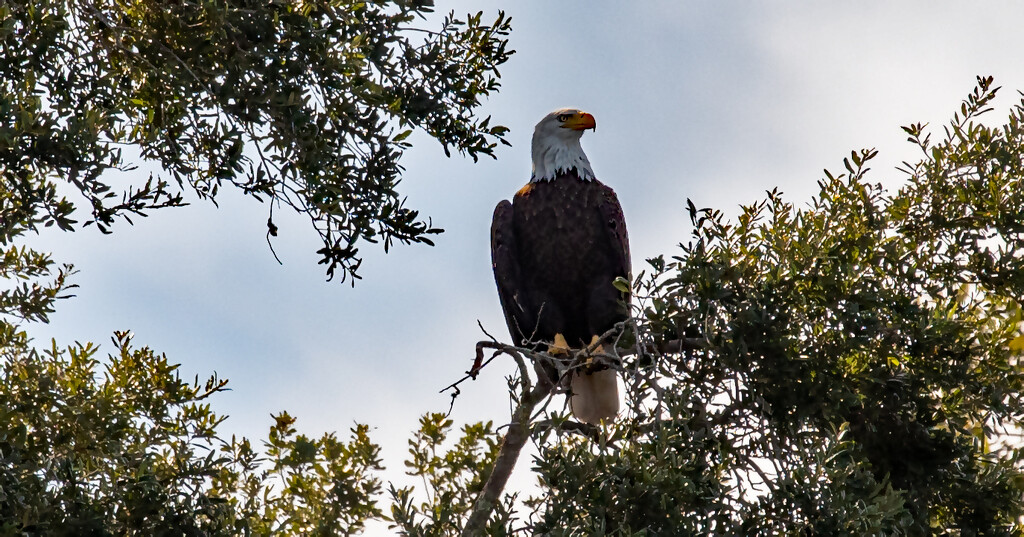 Bald Eagle Getting a Little Sunshine! by rickster549