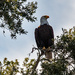 Bald Eagle Getting a Little Sunshine! by rickster549