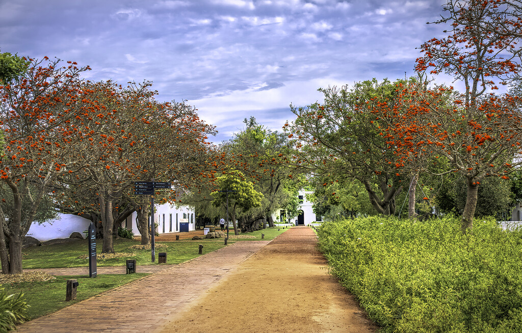 Coral tree avenue by ludwigsdiana