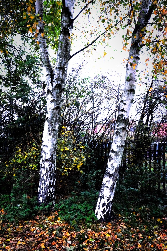 Silver Trees 1 by allsop