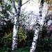Silver Trees 1