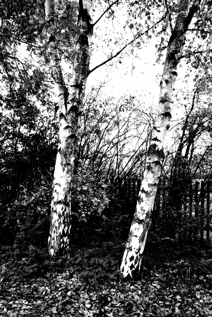 Silver Trees 2 by allsop