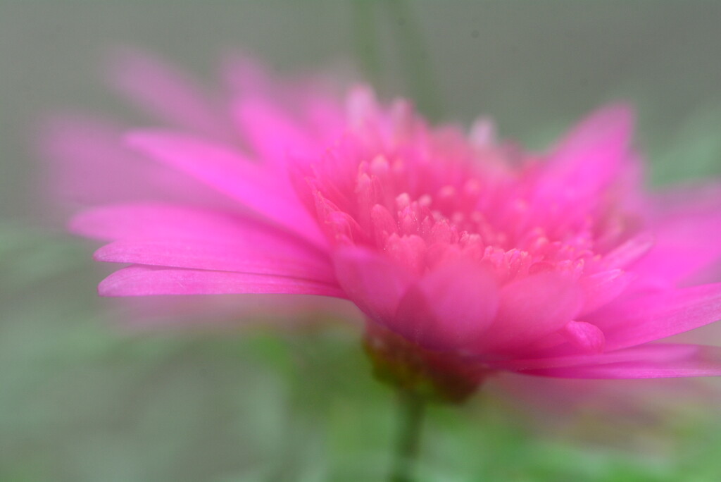 Dreamy pink flower......... by ziggy77