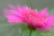 12th Nov 2021 - Dreamy pink flower.........