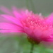 Dreamy pink flower......... by ziggy77