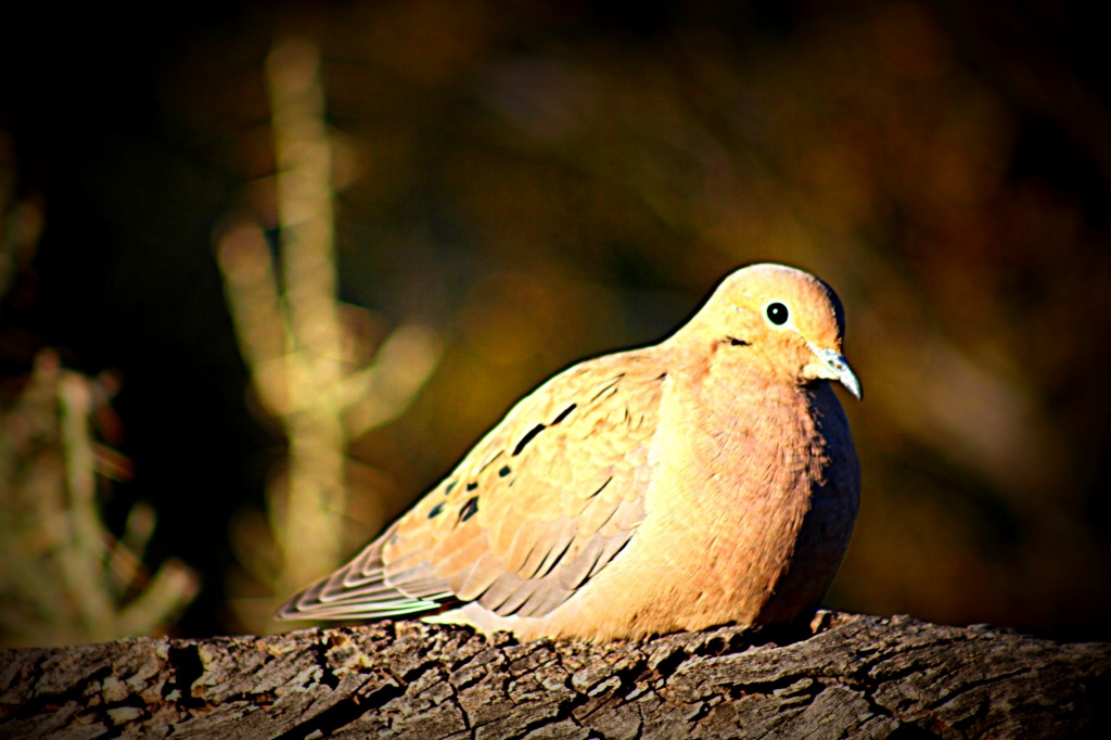 Mourning Dove by kerristephens