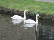 12th Nov 2021 - A pair of swans on the Leeds Liverpool canal.