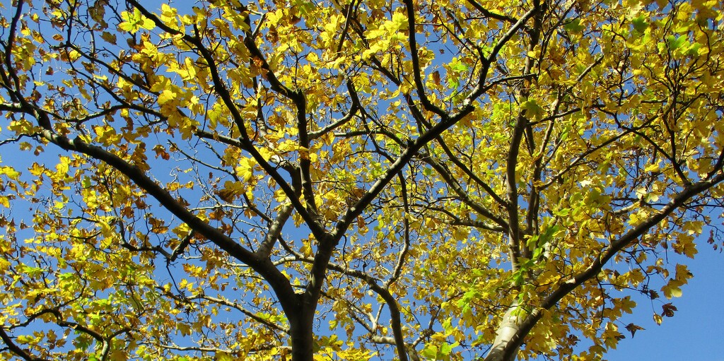 Blue sky and yellow sycamore leaves. by grace55