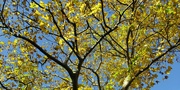 11th Nov 2021 - Blue sky and yellow sycamore leaves.