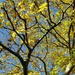 Blue sky and yellow sycamore leaves. by grace55