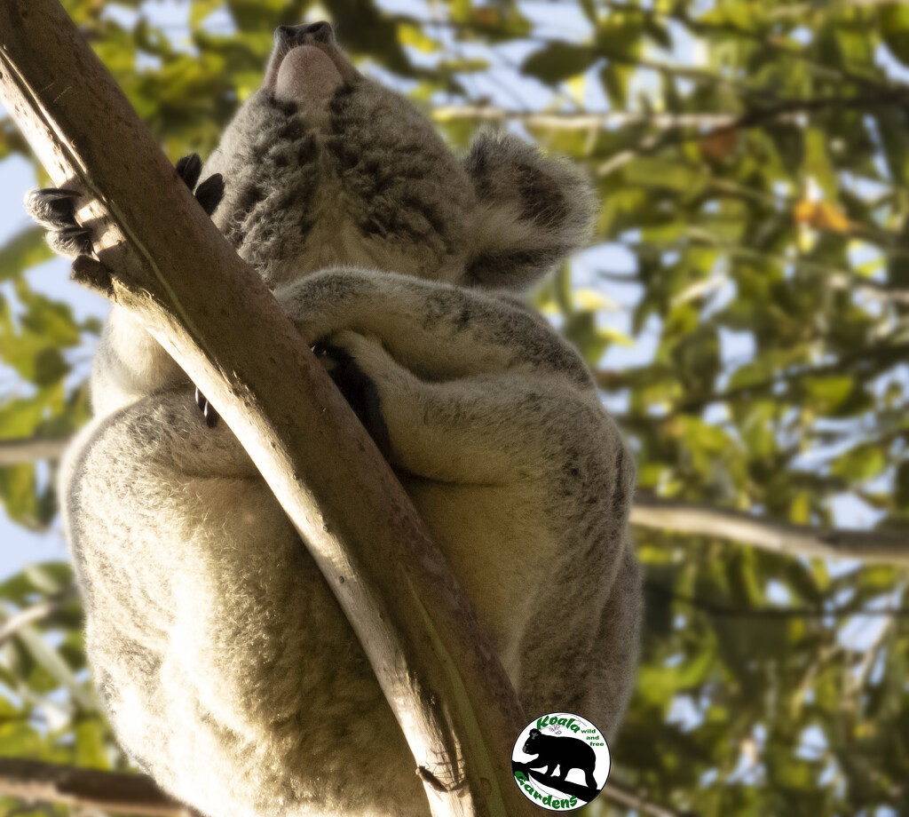 aim high by koalagardens