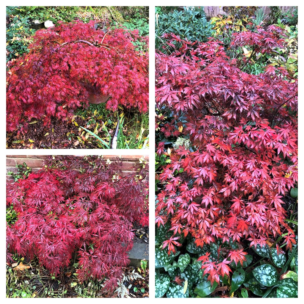  Acers in Our Garden by susiemc