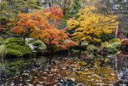 11th Nov 2021 - Autumn Colors at Gibbs Gardens