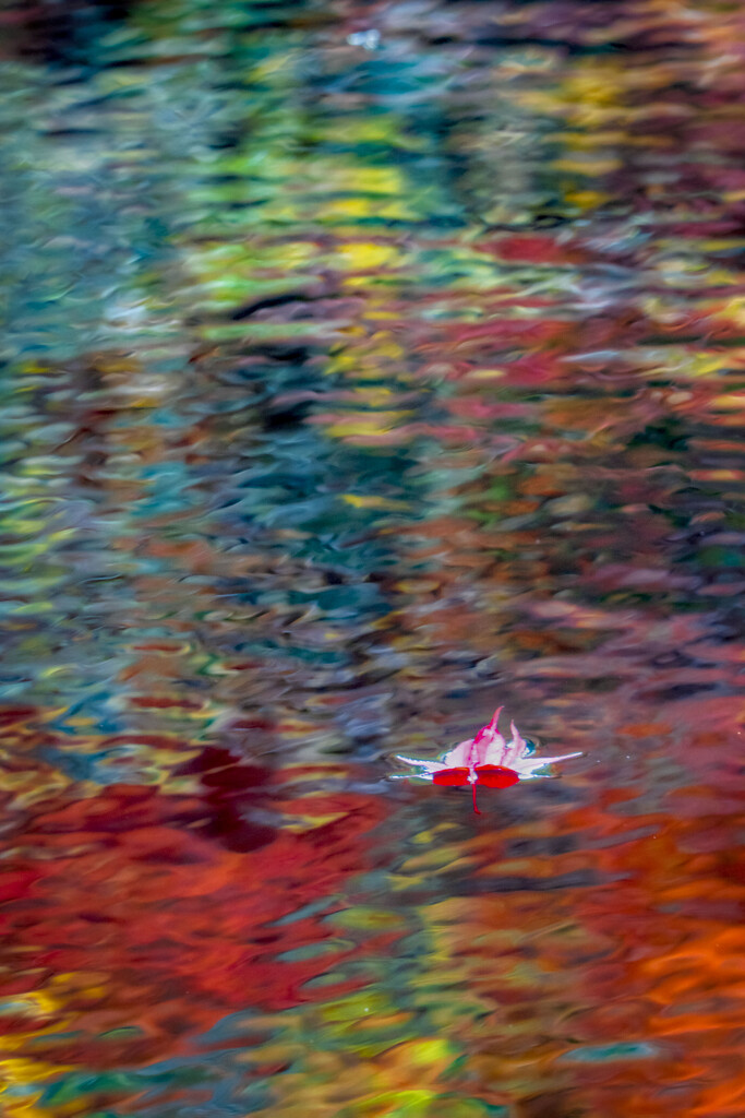 Single Leaf on the Water by kvphoto