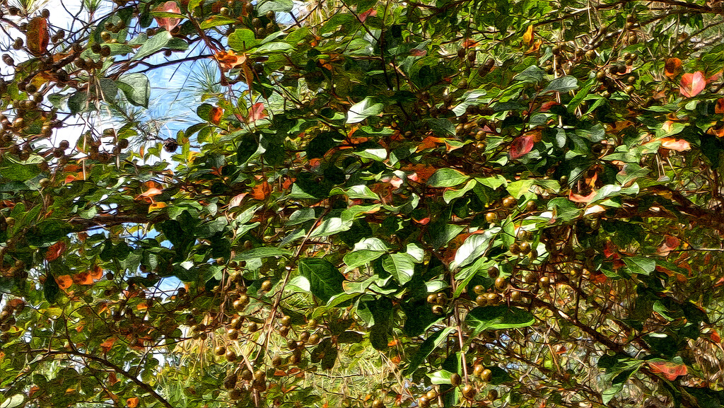 Crepe Myrtles in autumn... by marlboromaam