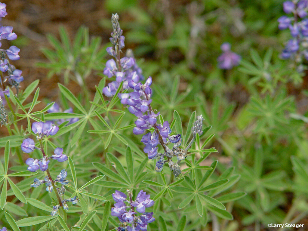 Summer wildflower by larrysphotos