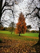 12th Nov 2021 - Autumn colours