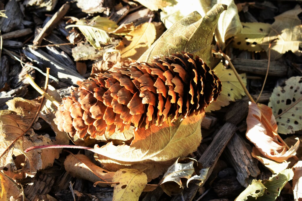 Spruce Cone by sandlily