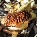 Spruce Cone by sandlily