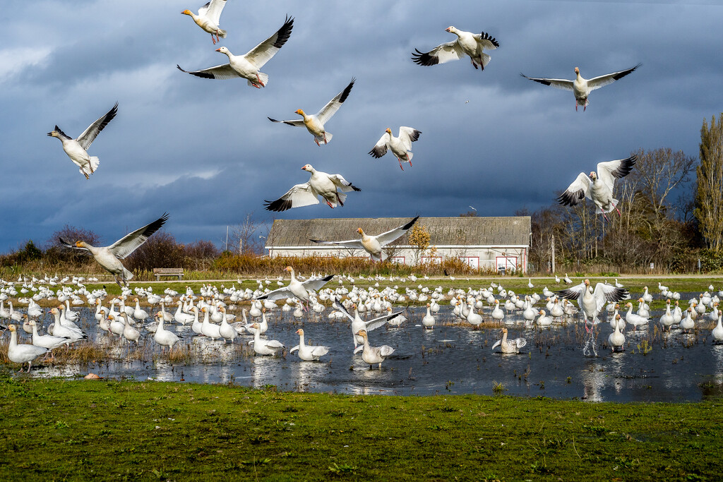 Another Snow Geese Photo… by cdcook48