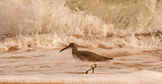 12th Nov 2021 - The Willet Was About to be Splashed!