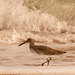 The Willet Was About to be Splashed! by rickster549