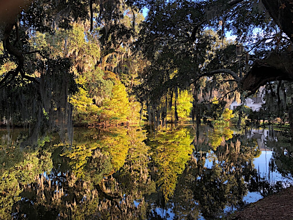 Late afternoon reflections by congaree