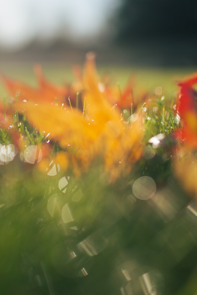 autumn is fading fast : ( by jackies365