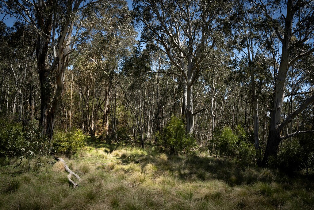 Bushland track by pusspup