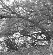 13th Oct 2021 - Tree in  black and white....
