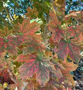 21st Oct 2021 - Autumn leaves....