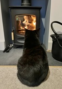 23rd Oct 2021 - Watching the flames...