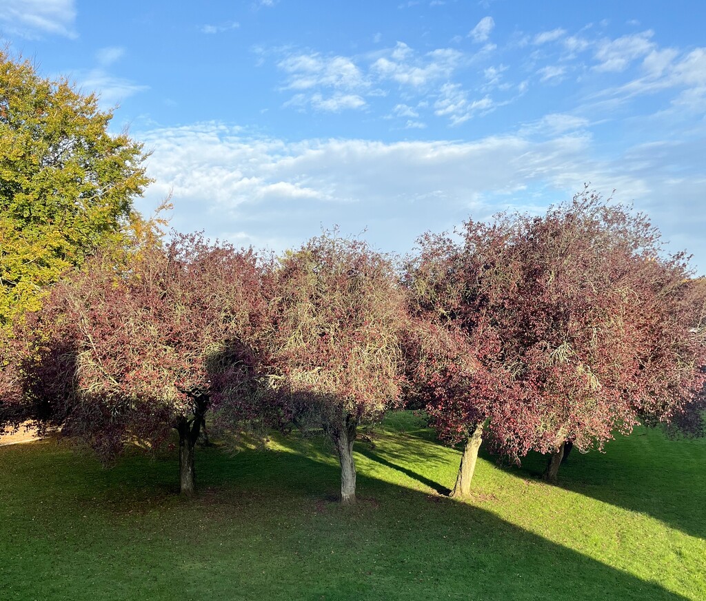 Copper Beech trees.... by anne2013