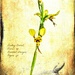 Donkey orchid by pusspup