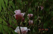 13th Nov 2021 - Tiny rose climbing..