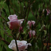 Tiny rose climbing.. by maggiemae