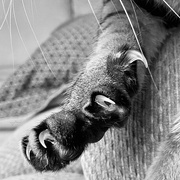 12th Nov 2021 - Claws, Paws and Whiskers