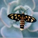 Moth On My Sneezeshield by mazoo
