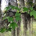 Swamp maple leaves and Spanish moss by congaree
