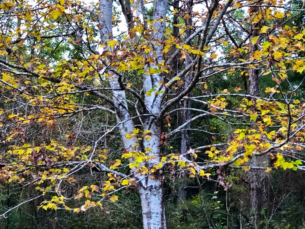 River birch Autumn colors by congaree