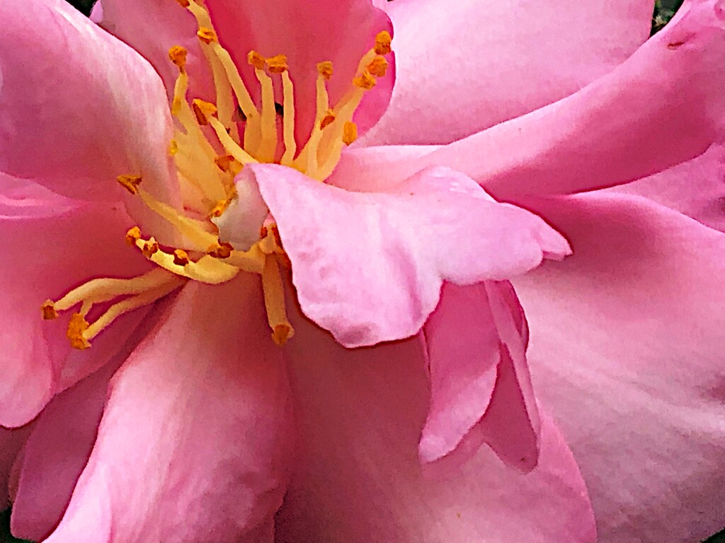 Exquisite camellia up close by congaree